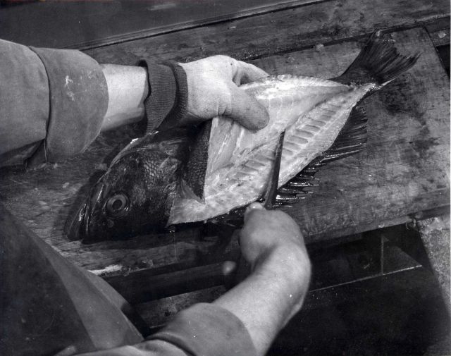 How to fillet rockfish - Third cut - Cut flesh ___ from spine with the tip of the blade Picture