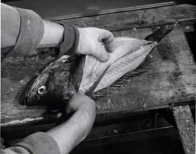 How to fillet rockfish - Same action as D Picture