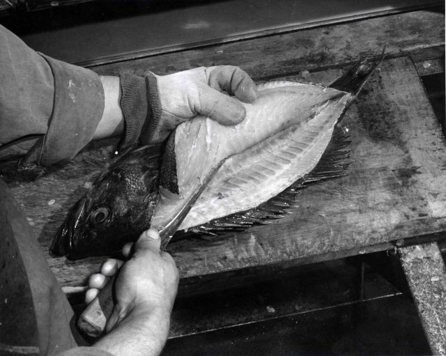 How to fillet rockfish - Same action as D Picture