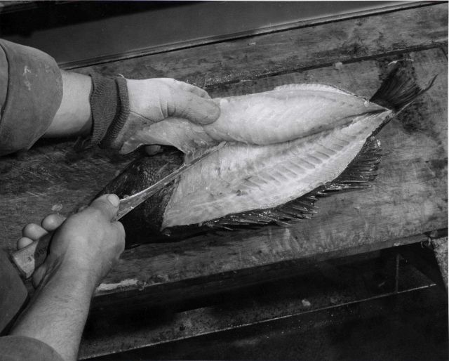 How to fillet rockfish - Widen the cut to clear flesh from rib structure as you cut forward Picture