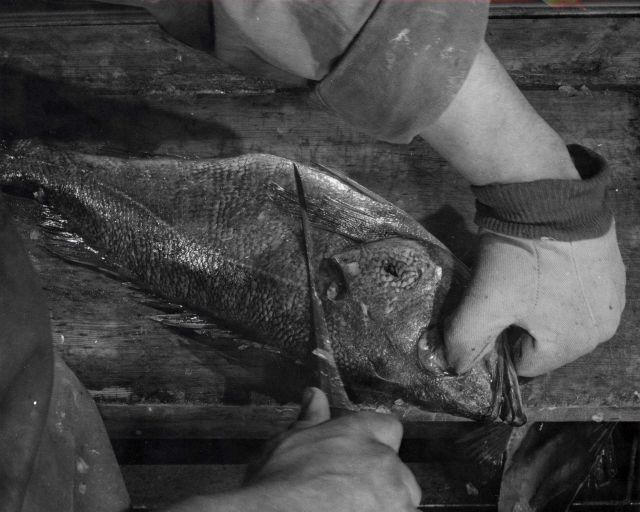 How to fillet rockfish - Hold fish with head away from you to begin first cut on left hand side Picture