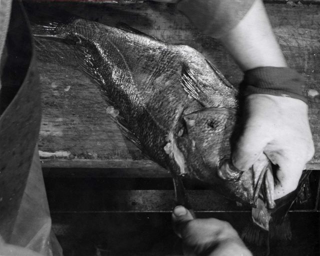 How to fillet rockfish - Second cut - left hand side Picture