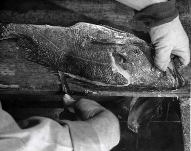 How to fillet rockfish - Continuation of second cut, left hand side Picture