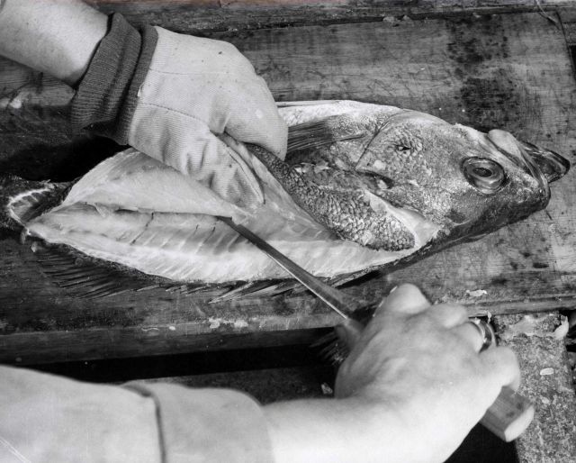 How to fillet rockfish - Third cut - left hand side Picture