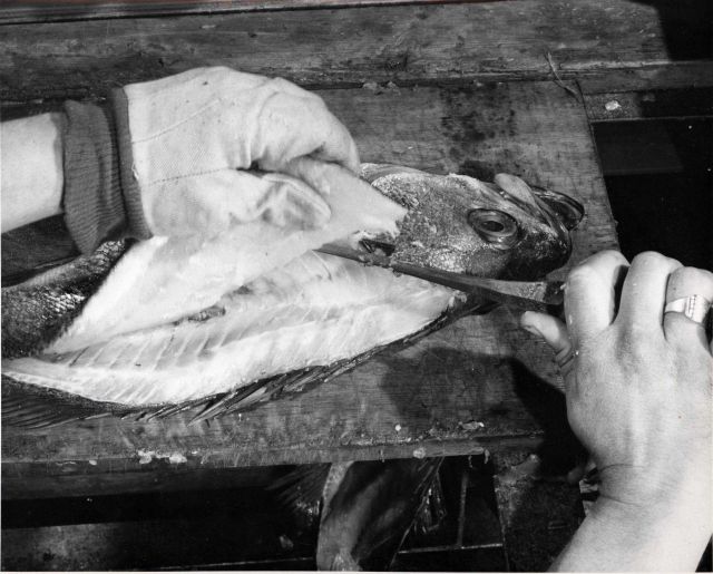 How to fillet rockfish - Third cut - left hand side Picture