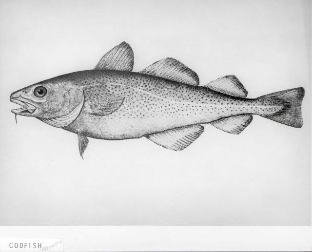 Artwork - Atlantic codfish (Gadus morhua) Picture