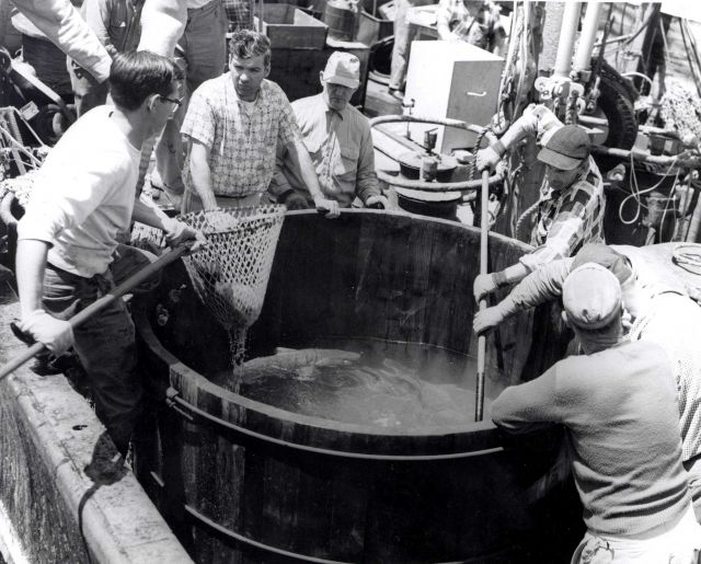 Unloading cod from holding tank aboard BCF vessel DELAWARE. Picture