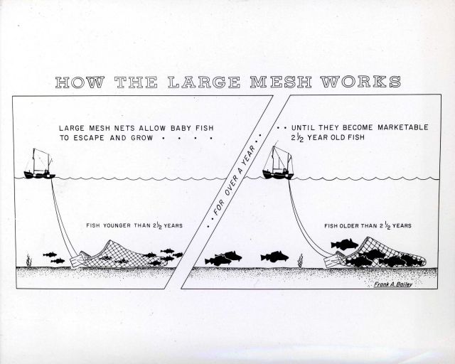 Artwork - How the large mesh works Picture
