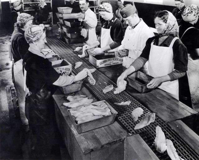 Sorting and packing fillets for freezing - note veteran with insignia on assembly line Picture