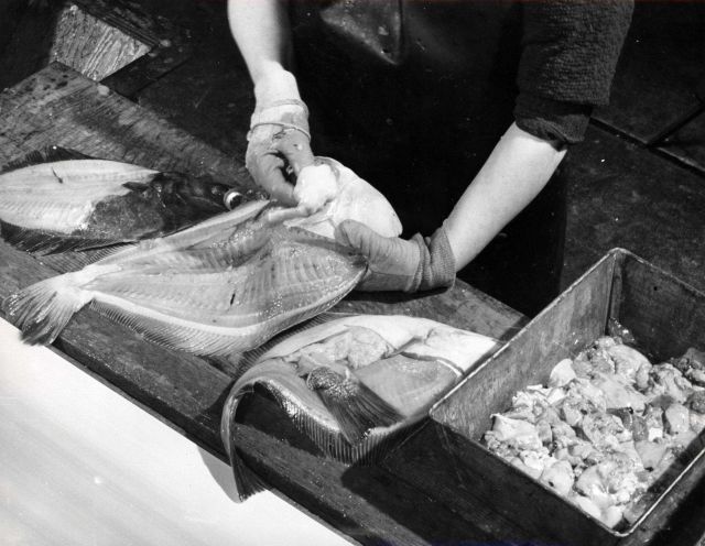 Picking liver from a petrale sole. Picture