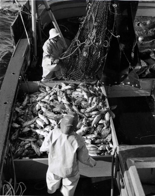 Otter trawl catch on the FWS vessel JOHN N Picture