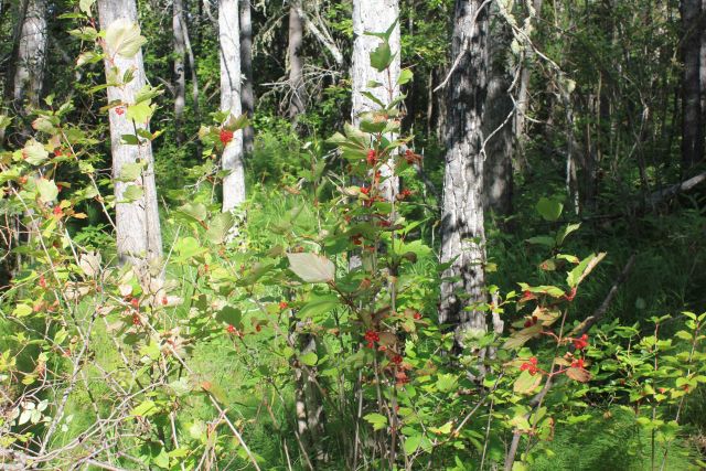 Salmon berries Picture