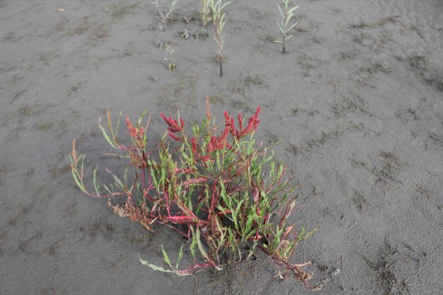 Flowers on a Yukon River sandbar Picture