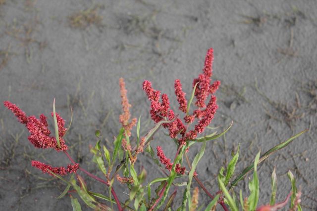 Flowers on a Yukon River sandbar Picture