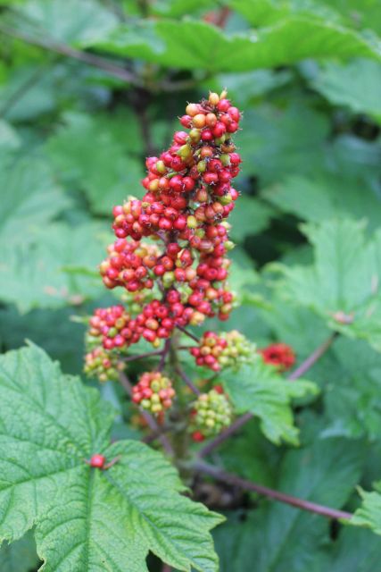 Red berries on devils club. Picture