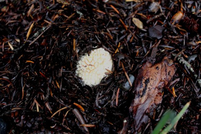 Fungi Picture
