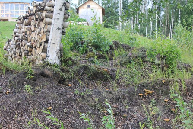Brown mushrooms growing on an embankment. Picture