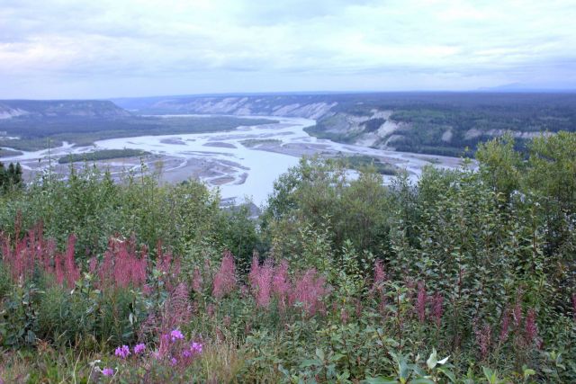 Alaska wildflowers Picture