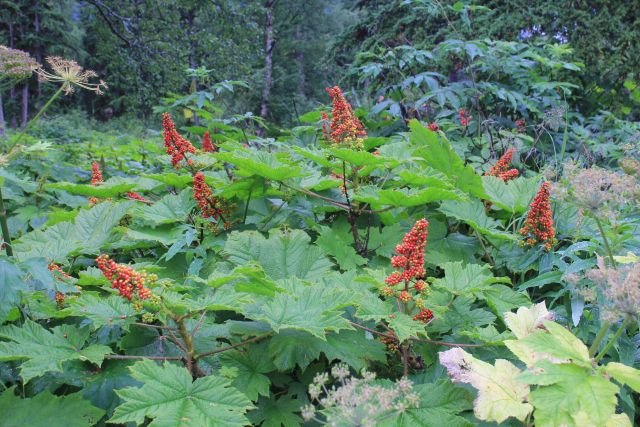 Devil's club, note the thorns. Picture