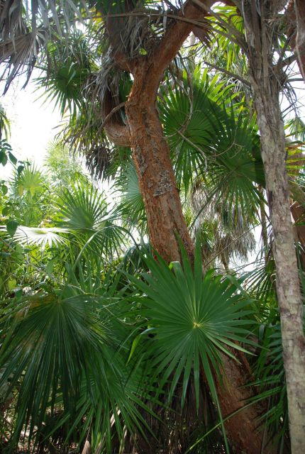 Lush Hawaiian vegetation. Picture