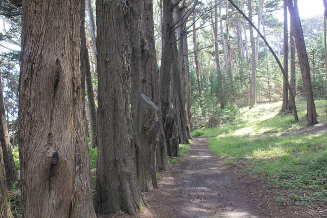 A planted row of Monterey cypress on the trail to the rebuilt Fort Ross from the visitor center. Picture