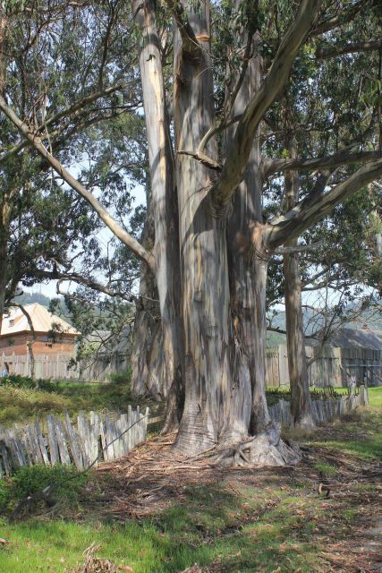 Huge eucalyptus planted at least 130 years ago Picture