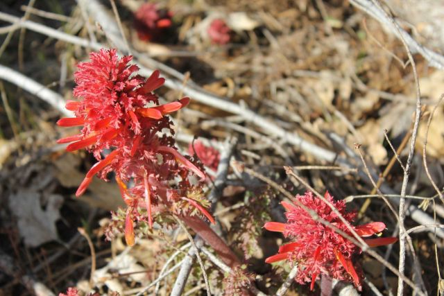 A parasitic flowering plant that contains no chlorophyll Picture
