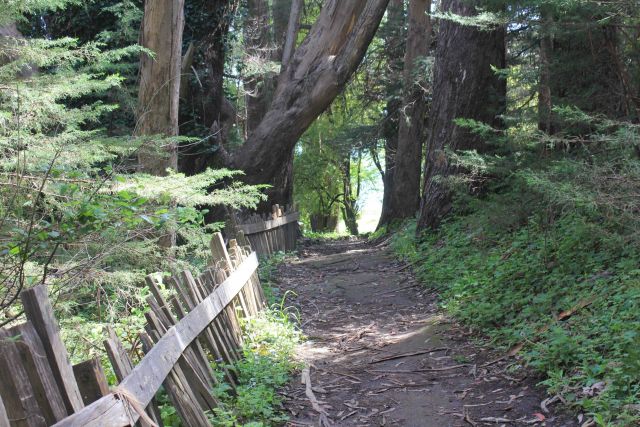A path through giant eucalyptus trees. Picture