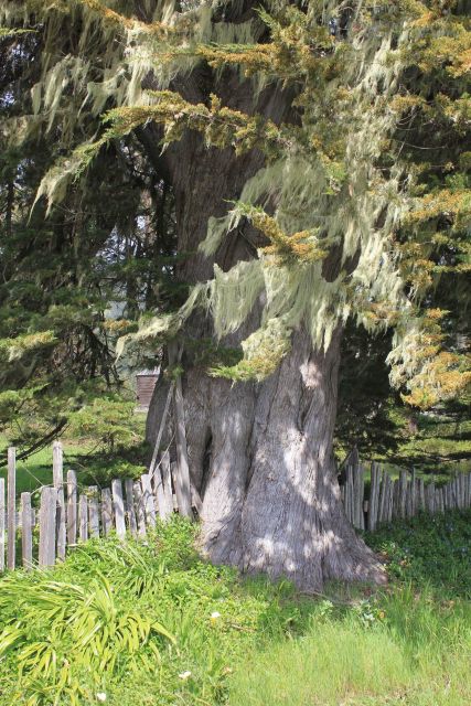 A giant cypress-like evergreen with moss. Picture