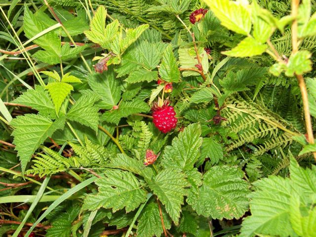 Red salmon berry. Picture