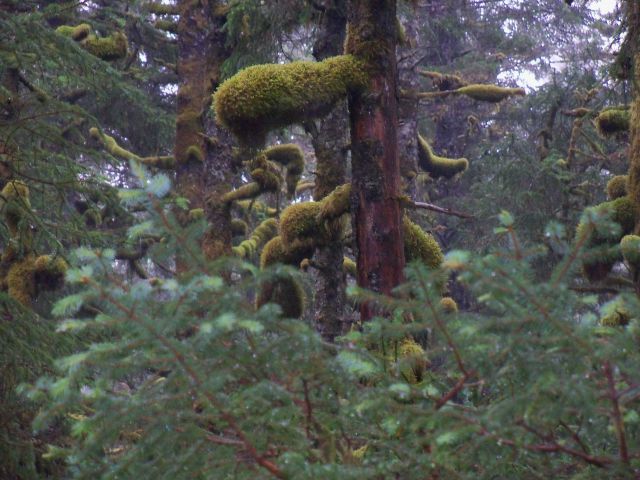 Moss covered evergreen branches in a rain forest environment. Picture
