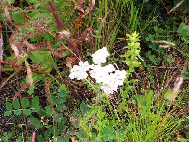 White wildflower bush. Picture