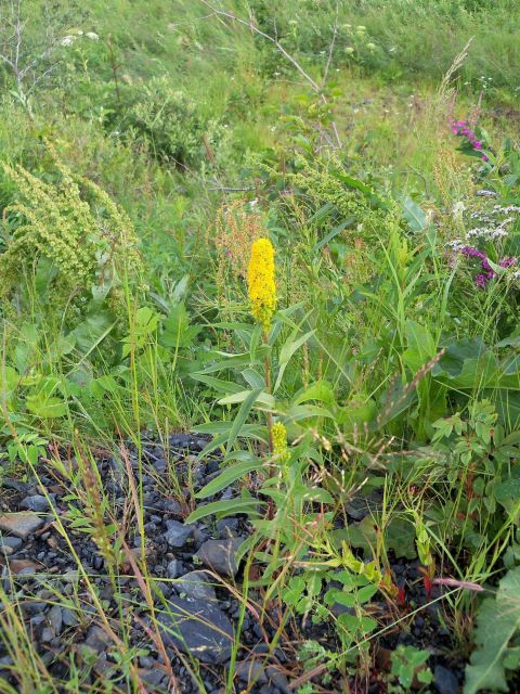 Yellow wildflower. Picture