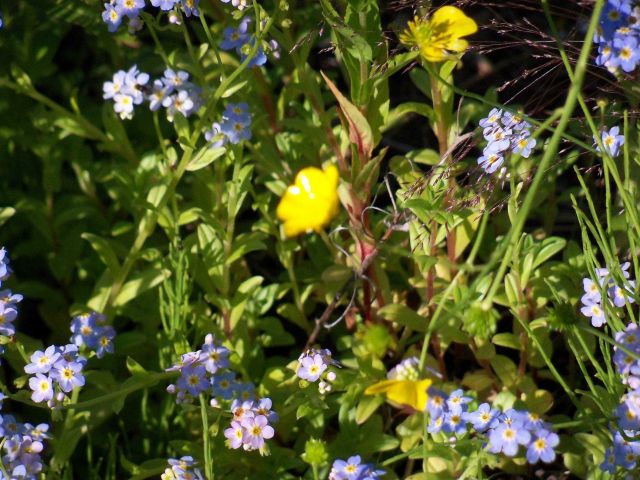 Yellow and blue wildflowers. Picture