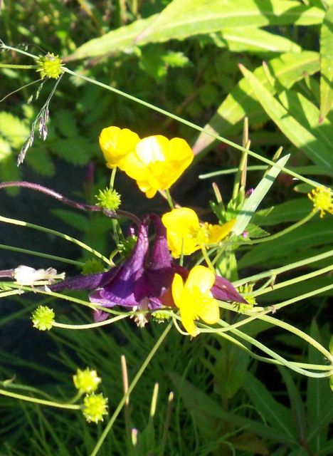 Yellow and purple wildflowers. Picture