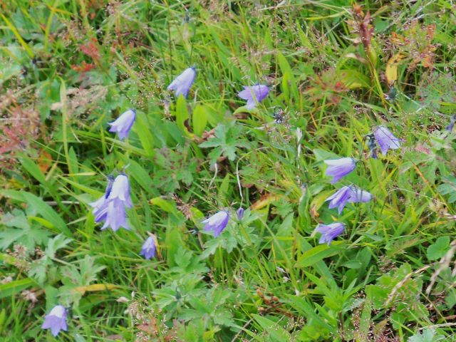 Purple and white wildflowers. Picture