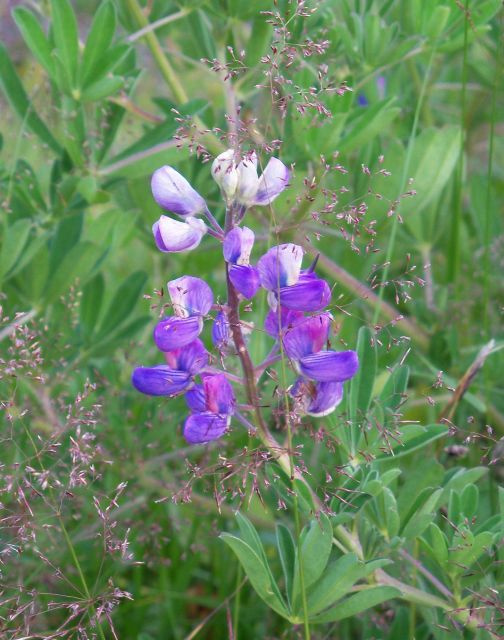 Purple and white wildflowers. Picture