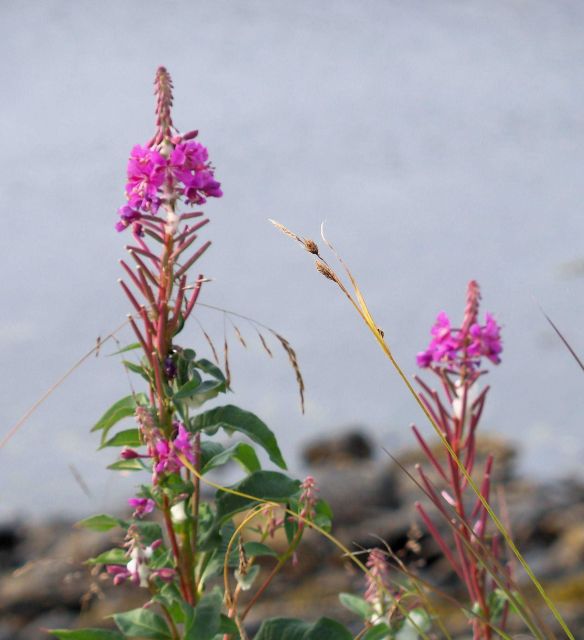Pinkish red wildflower. Picture