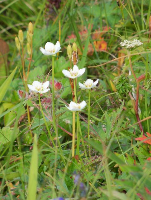 White wildflowers. Picture