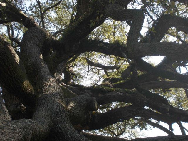 Large oak tree. Picture