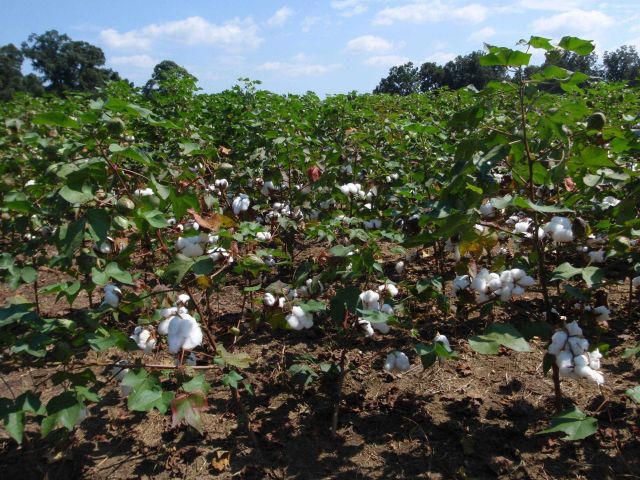 Cotton bolls before harvesting. Picture