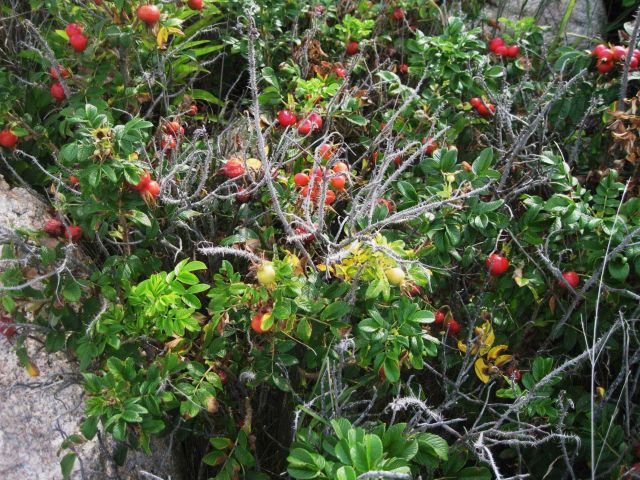 Rose hips, seed pods of Rosa rugosa, beach rose. Picture