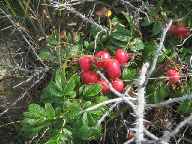 Rose hips, seed pods of Rosa rugosa, beach rose. Picture