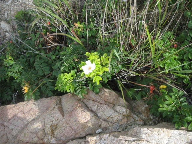 A pretty white flower in Bluff Point State Park Picture