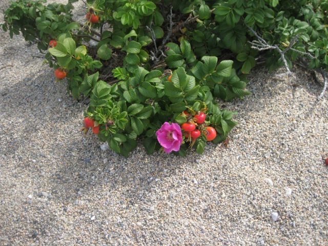 A blooming beach rose and numerous rose hips, seed pods of the beach rose, Rosa rugosa. Picture