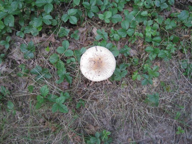 A large white mushroom. Picture