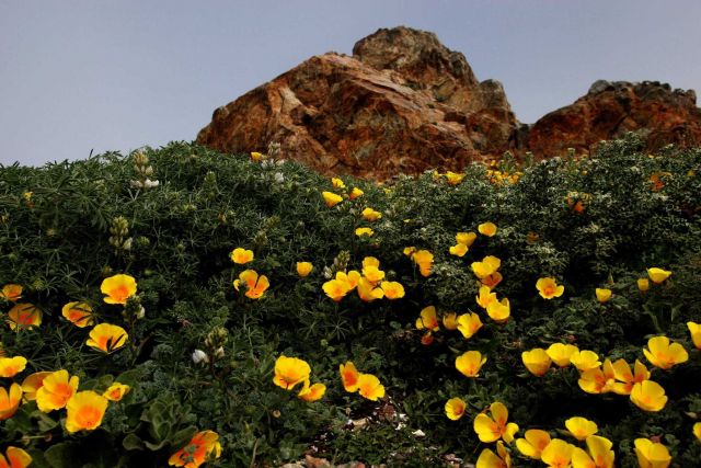 California poppies and other wildflowers growing in close proximity to the ocean. Picture