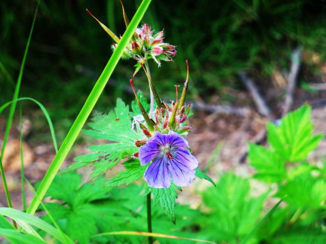 Alaska wildflowers Picture