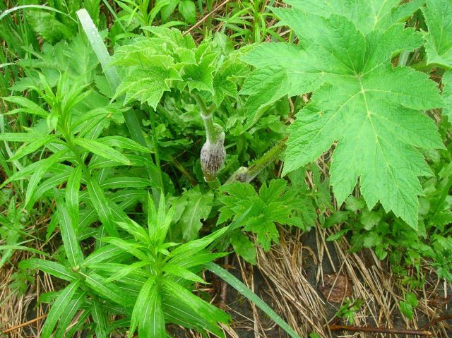 A variety of green plants. Picture