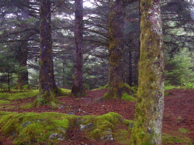 Moss covered Sitka spruce Picture